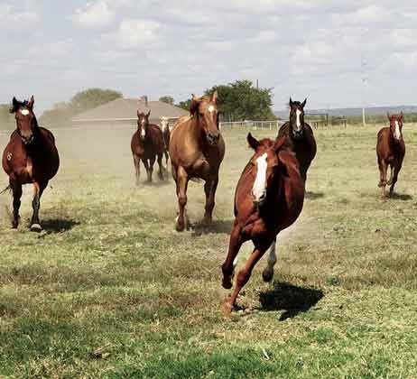 Horses galloping in Norco
